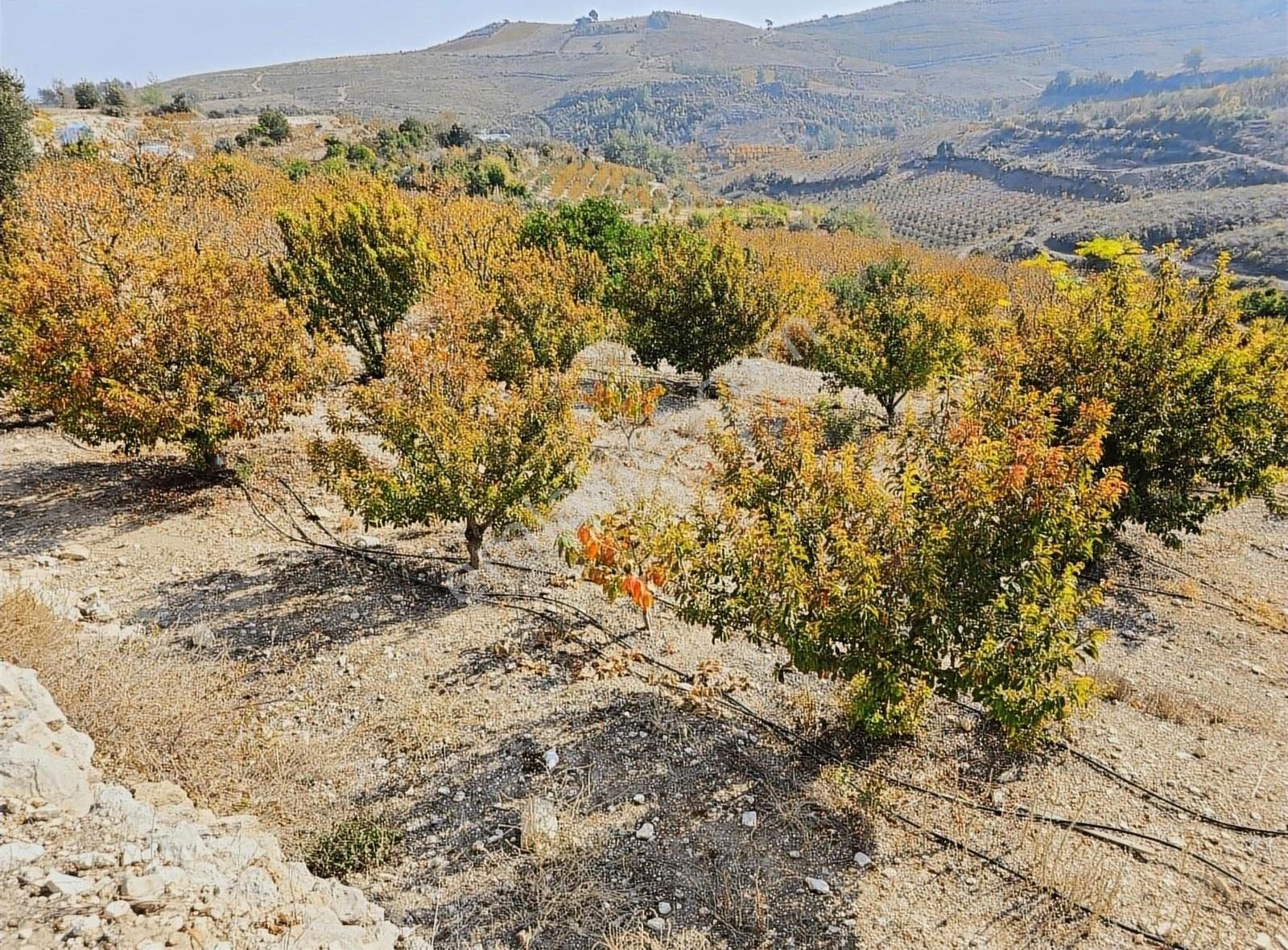 Toroslar Doruklu Satılık Bağ & Bahçe MERSİN TOROSLAR DORUKLU MAH.'DE SATILIK İKİ AYRI PARSEL