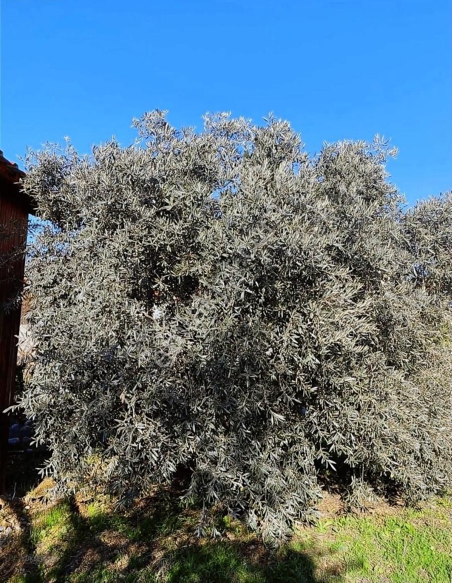 Seydikemer Kayadibi Satılık Bağ & Bahçe Yüksekkum'dan Saklıkent'e Çok Yakın 1790 M2 Bahçe Satılık