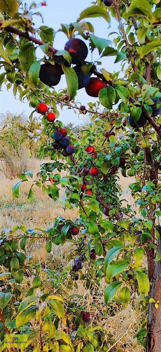 Gevaş Dereağzı Satılık Bağ & Bahçe Ezda Gayrimenkul Den Göl Manzaralı Arsa