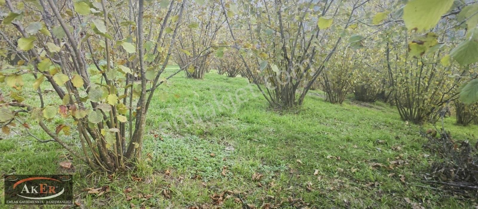 Mesire Alanına Yürüme Mesafesinde İmarlı Harika Konum