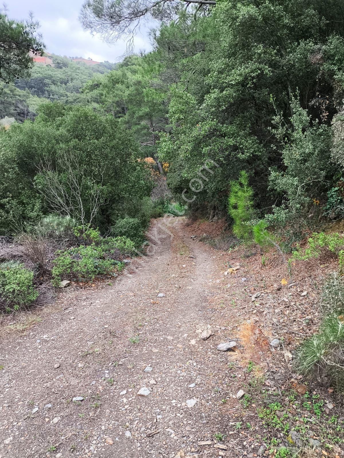 Seferihisar Gödence Satılık Zeytinlik Seferihisar Gödence 'de Satılık Müstakil Parsel Tarla