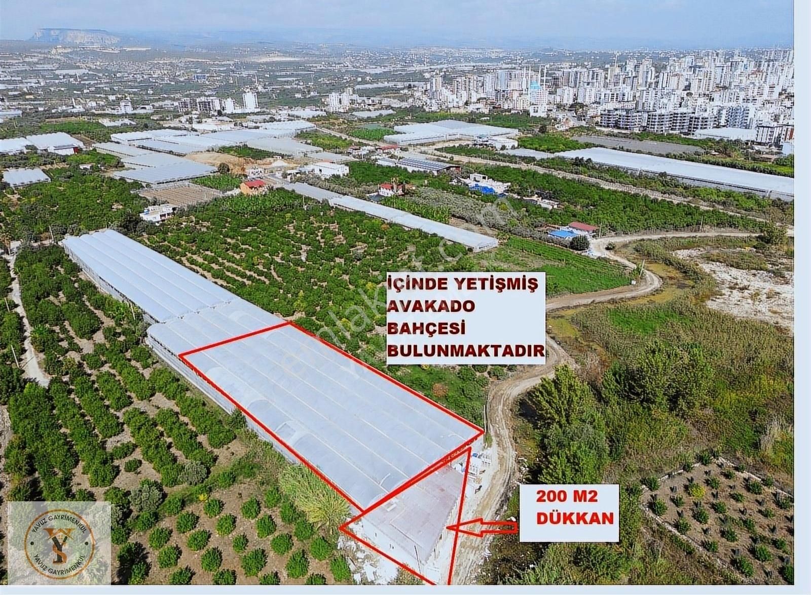 Erdemli Koyuncu Satılık Tarla KOYUNCU'DA 3100 M2 MUZ SERASI VE DÜKKAN