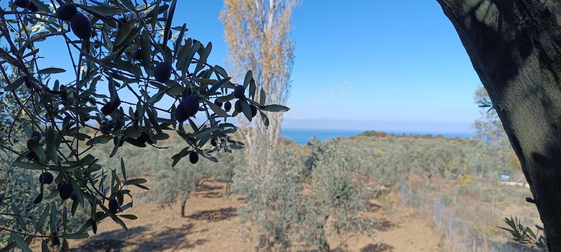 Mudanya Tirilye Satılık Zeytinlik Kadostro Yoluna Cephe Zeytinlik