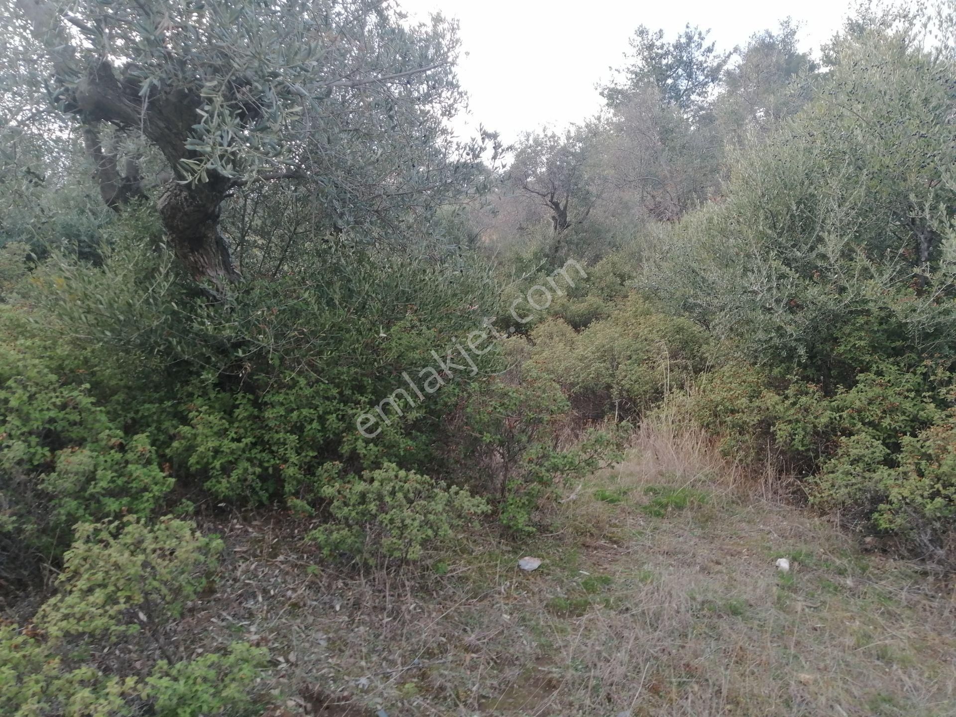 İzmir Torbalı Gold Emlaktan Satılık Kelepir Zeytinlik - Görsel 7
