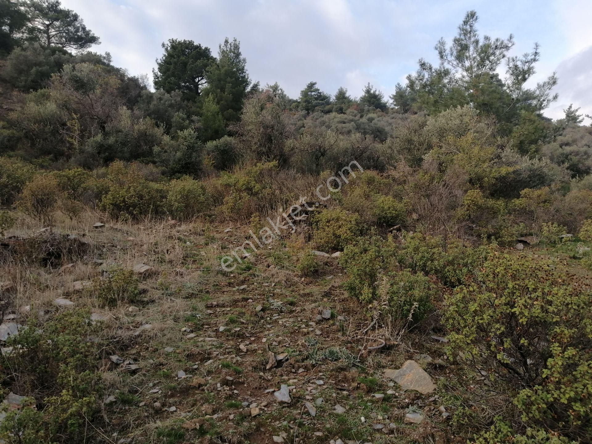 İzmir Torbalı Gold Emlaktan Satılık Kelepir Zeytinlik - Görsel 9