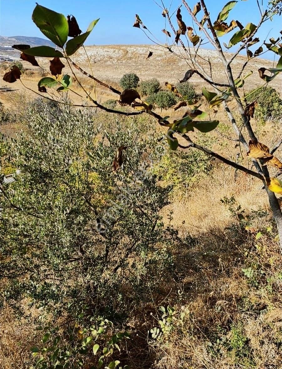 Altıeylül Kabaklı Satılık Tarla Organize Sanayi Sınırı Yatırımlık Fırsat Arazi