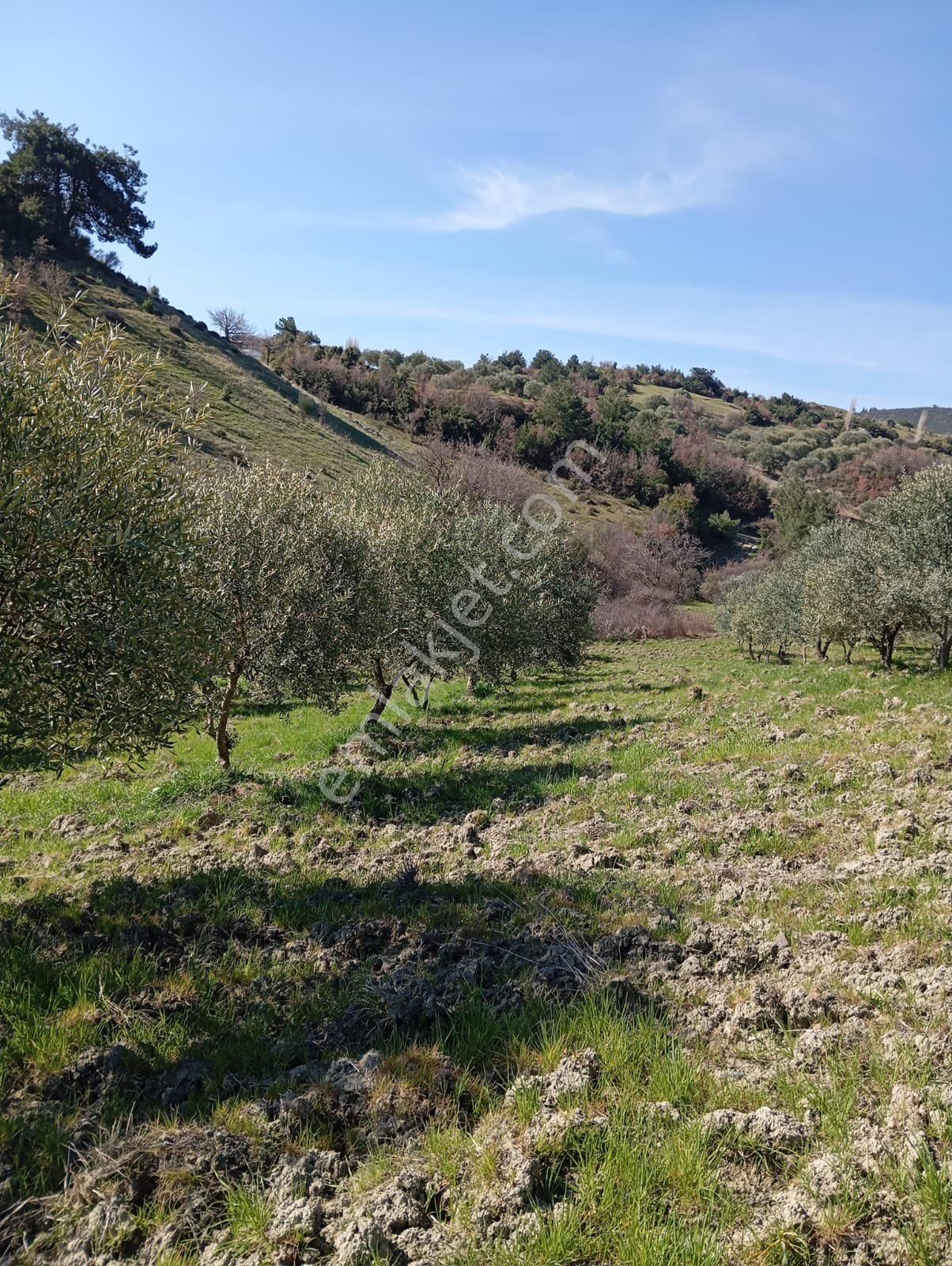 Saruhanlı Şatırlar Satılık Tarla SARUHANLI ŞATIRLAR 5038m2 TEK TAPU TARLA