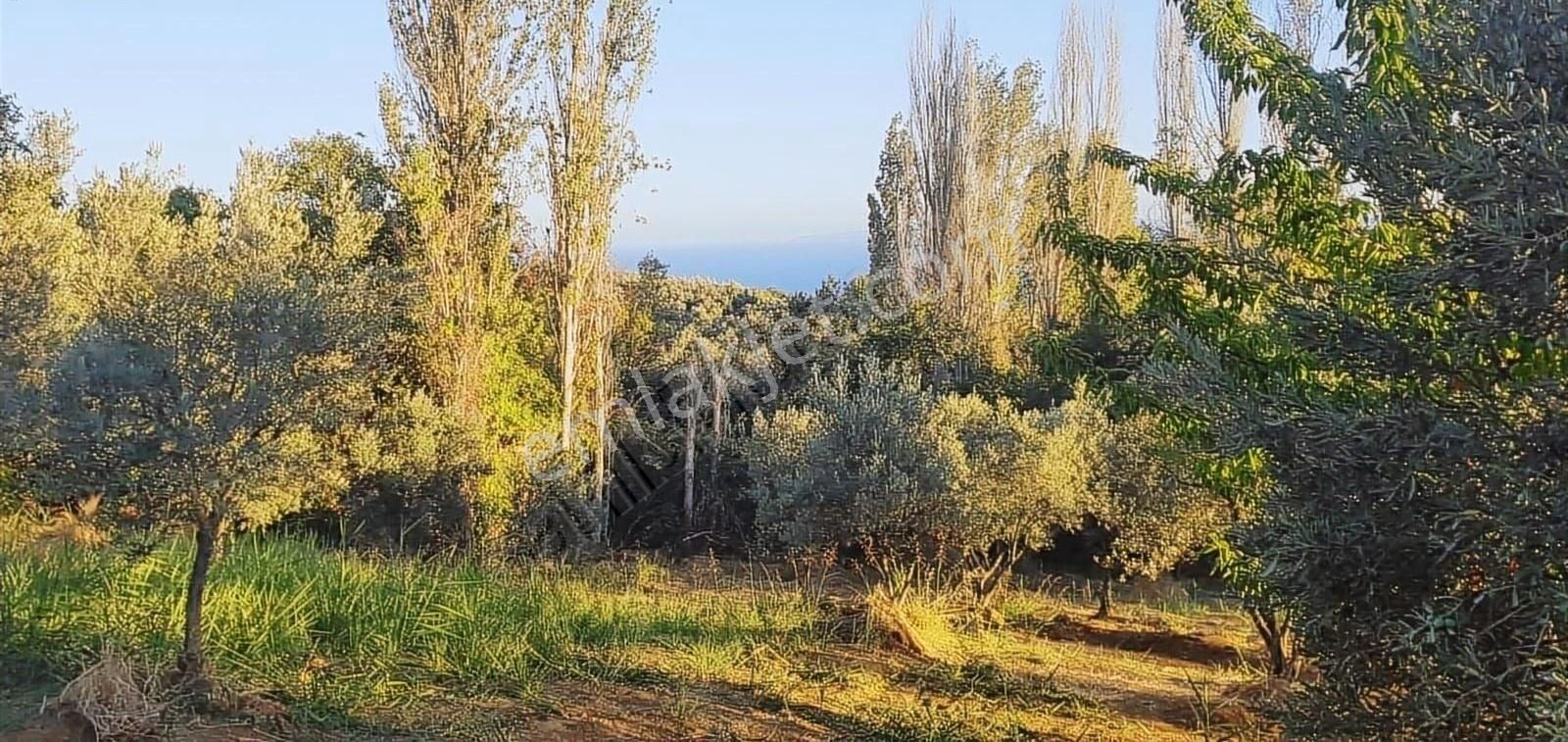 Şarköy Cumhuriyet Satılık Bağ & Bahçe Duru Emlaktan Çinarlı Köyünde 1837mt Zeytin Ve Meyve Bahçesi