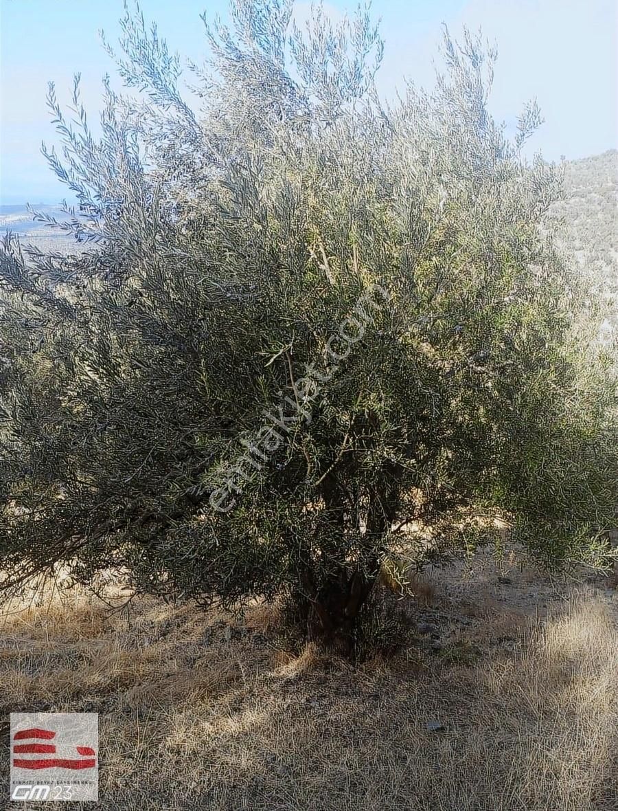 Burhaniye Bahadınlı Satılık Tarla Balıkesir Burhaniye Bahadınlı'da Satılık Zeytinlik