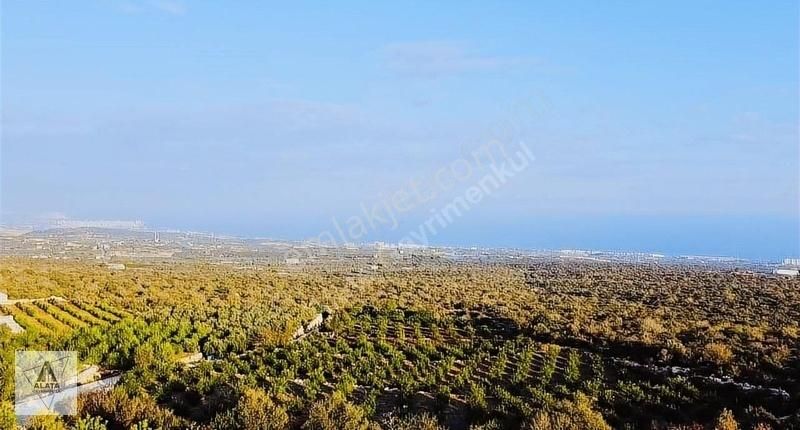 Erdemli Batısandal Satılık Bağ & Bahçe Çok Geniş Deniz Ve Şehir Manzaralı Limon Bahçesi