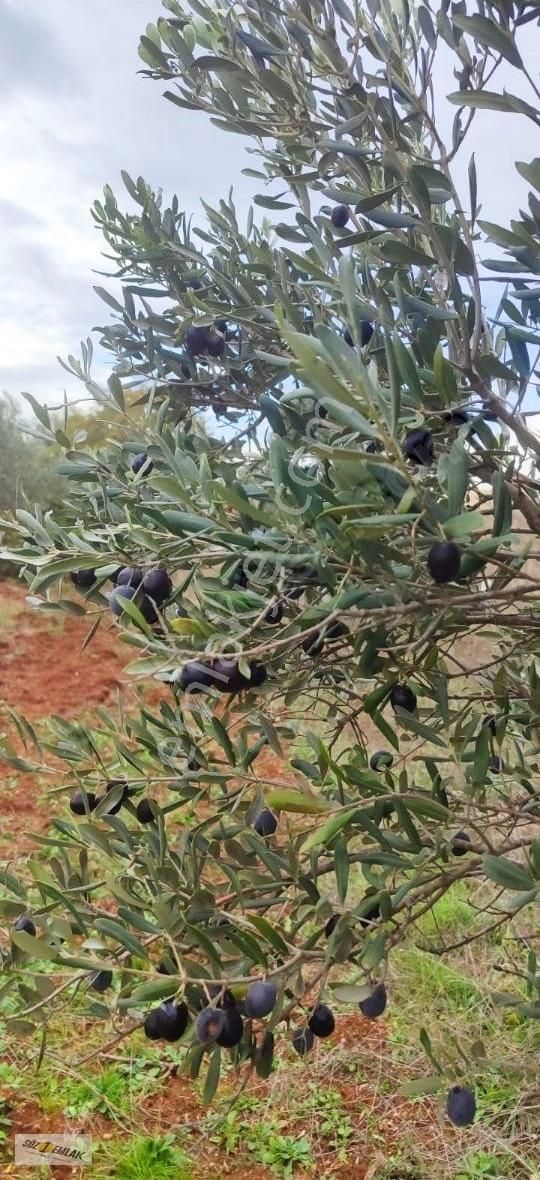 Karacabey Doğla Satılık Tarla Bursa Karacabey Doğlada Satılık Zeytin Tarlası