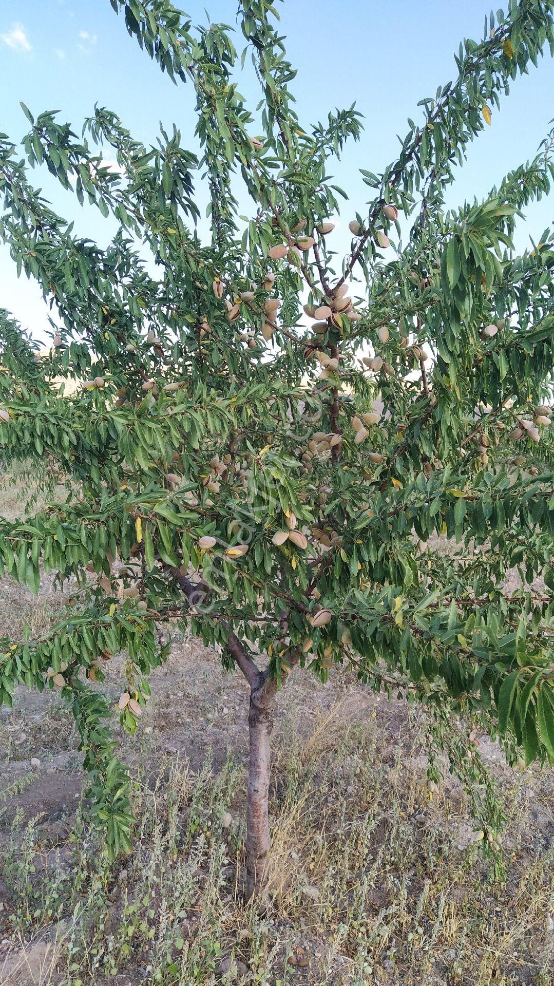 Sivrihisar Dinek Satılık Bağ & Bahçe BADEM BAHÇESI 