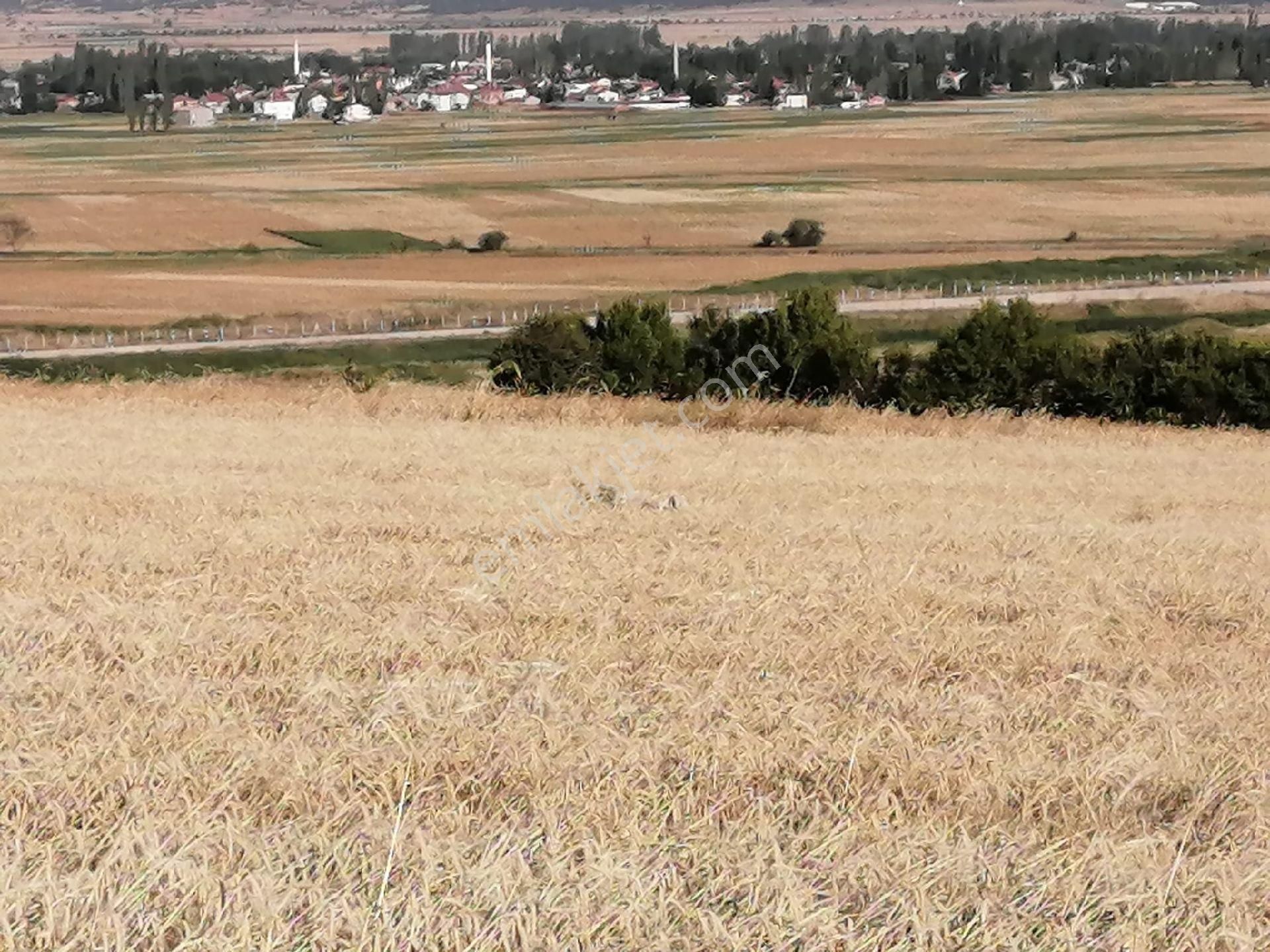 Beyşehir Gökçimen Satılık Tarla Büyük Tarla Küçük Para