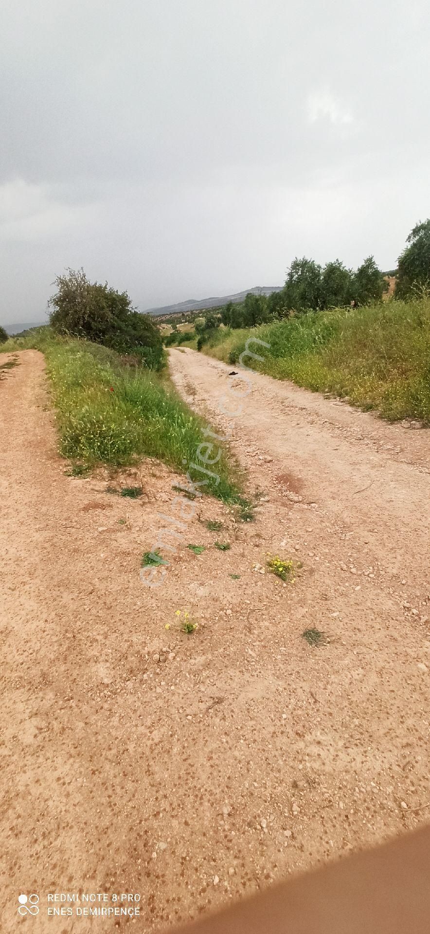 Kilis Merkez Demirışık Köyü Satılık Zeytinlik Kilis Demirışıkta Satılık Arazı