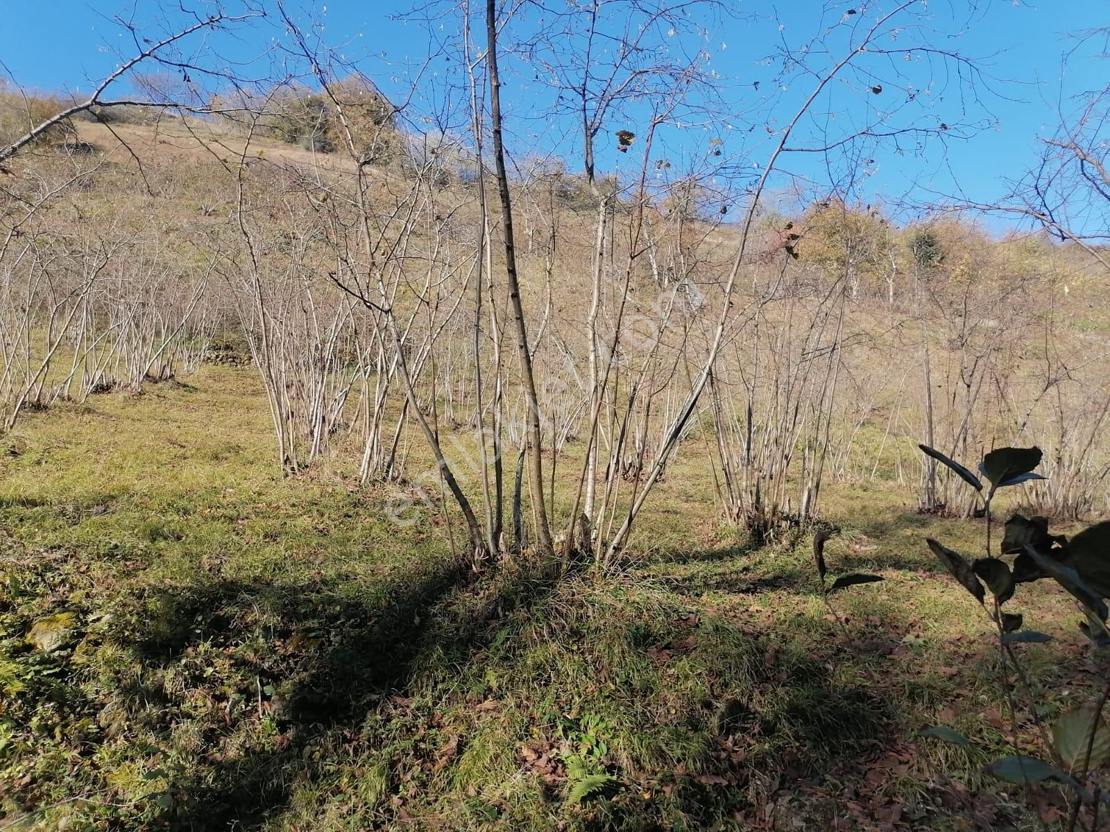 Ortahisar Beştaş Satılık Muhtelif Arsa Öztürk Kardeşler Gayrimenkul'den Ortahisar Beştaş Mahallesinde Satılık 2790 M2 Arsa