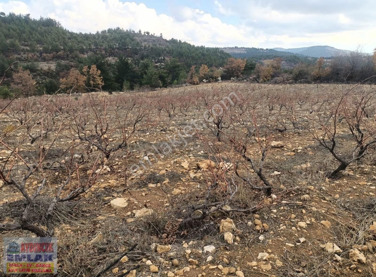 Aydıncık Emlaktan Satılık Bağ Ve Tarla 40.435m2 - Görsel 6