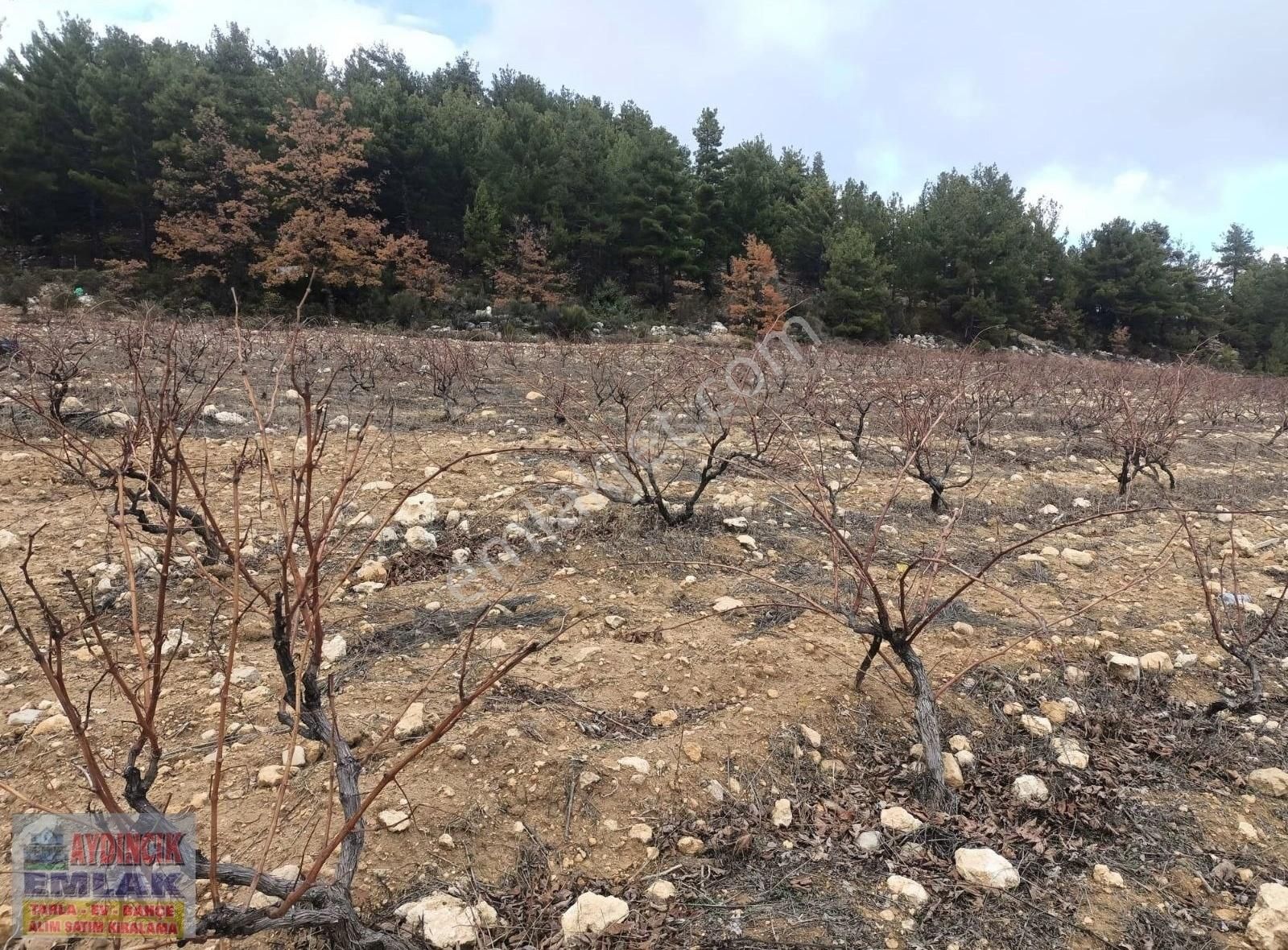 Aydıncık Emlaktan Satılık Bağ Ve Tarla 40.435m2 - Görsel 23