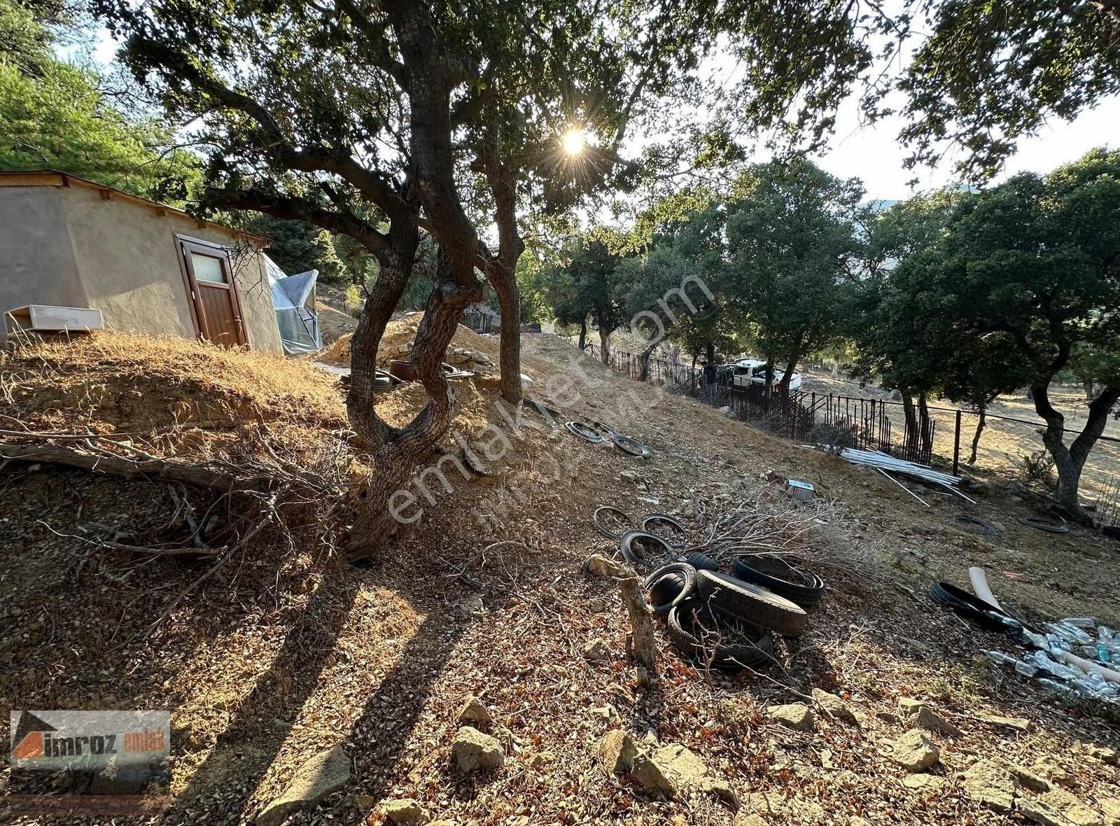 Gökçeada Tepeköy Köyü Satılık Tarla İmroz Emlak'tan Rihya Mevkii'de 1.186m2 Damlı Zeytinlik