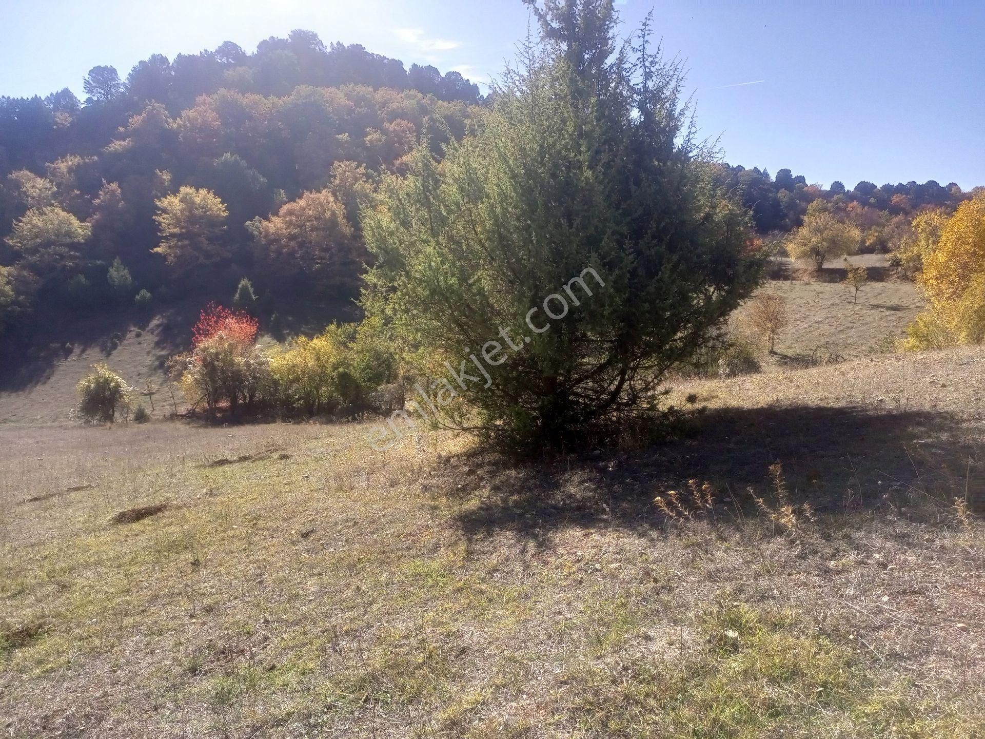 Gölpazarı Göldağı Köyü Satılık Tarla Bilecik Gölpazarı Goldagi Nda Kelepir 1700m2 Tarla