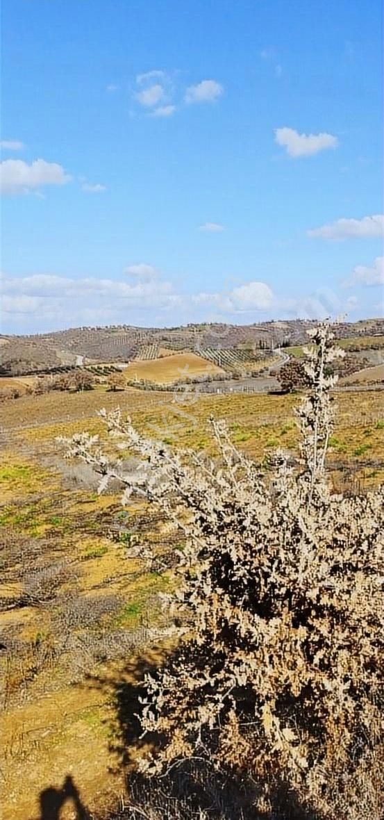 Salihli Mithatpaşa Satılık Tarla Salihli Beşyol Emlaktan Satılık 9 Önüm Arazi