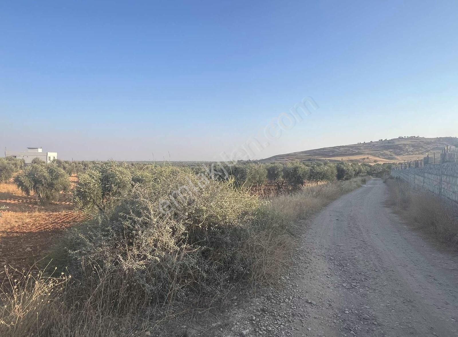 Kilis Merkez Öncü Pınar Satılık Tarla Pusula Emlaktan Şıh Mehmet Aşağısında İki Başı Yol Elektrik Var