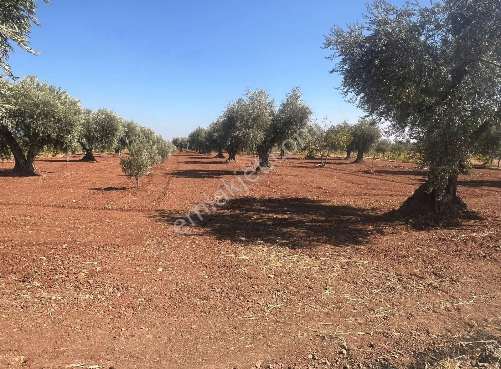 Kilis Merkez Mehmet Abdi Bulut Satılık Bağ & Bahçe Pusula Emlak'tan Salabiyan Yolu Üstünde 3.400m2 Zeytinlik