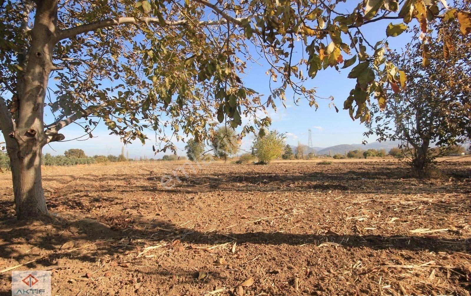 Burhaniye Kızıklı Satılık Tarla 🔻🔻🔻 Aktif'ten Kızıklı 6000 M2 Suyu Ve Yolu Mevcut Olan Satılık Harika Tarla 🔻🔻🔻