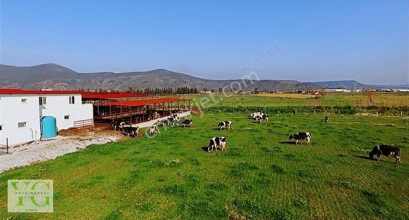 Milas Yaşyer Satılık Çiftlik Evi Satılık Kurulu Düzen Çiftlik Evi