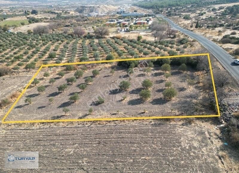 Aliağa Güzelhisar Satılık Tarla Aliağa Güzelhisar'da Köy Merkezine Yakın Satılık Zeytinlik