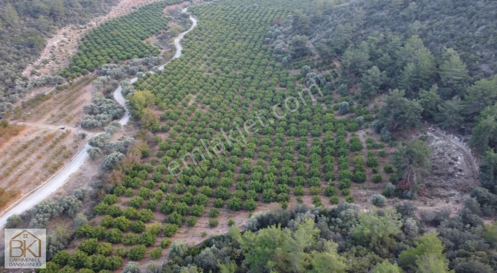 Selçuk Zeytinköy Satılık Tarla Selçuk-zeytinköy'de Satılık 30 Dönüm Mandalina Bahçesi