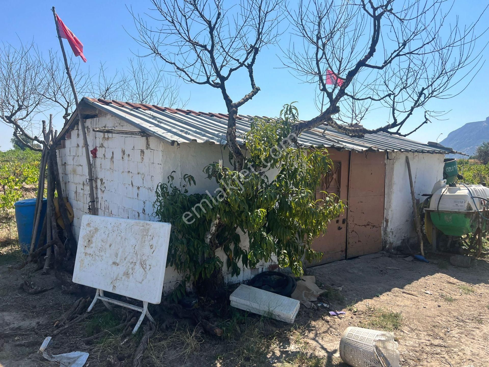 Şehzadeler Yeniharmandalı Satılık Tarla Şehzadeler'de 14.5 Dönüm Üzüm Bağı, Kadastro Yolu Ve Dam Mevcut