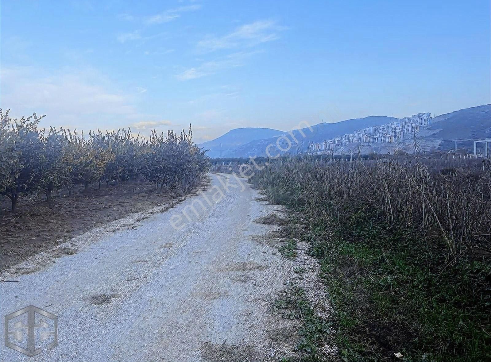 İzmir Selçuk Isabey Mh 3700 M2 Şeftali Bahçesi - Görsel 2