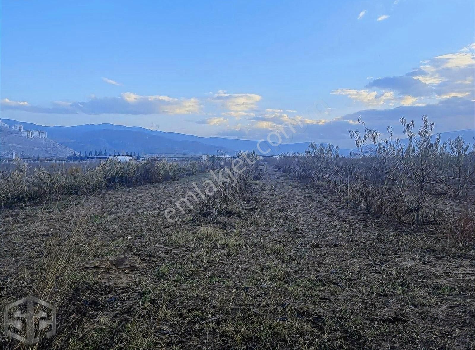 İzmir Selçuk Isabey Mh 3700 M2 Şeftali Bahçesi - Görsel 4