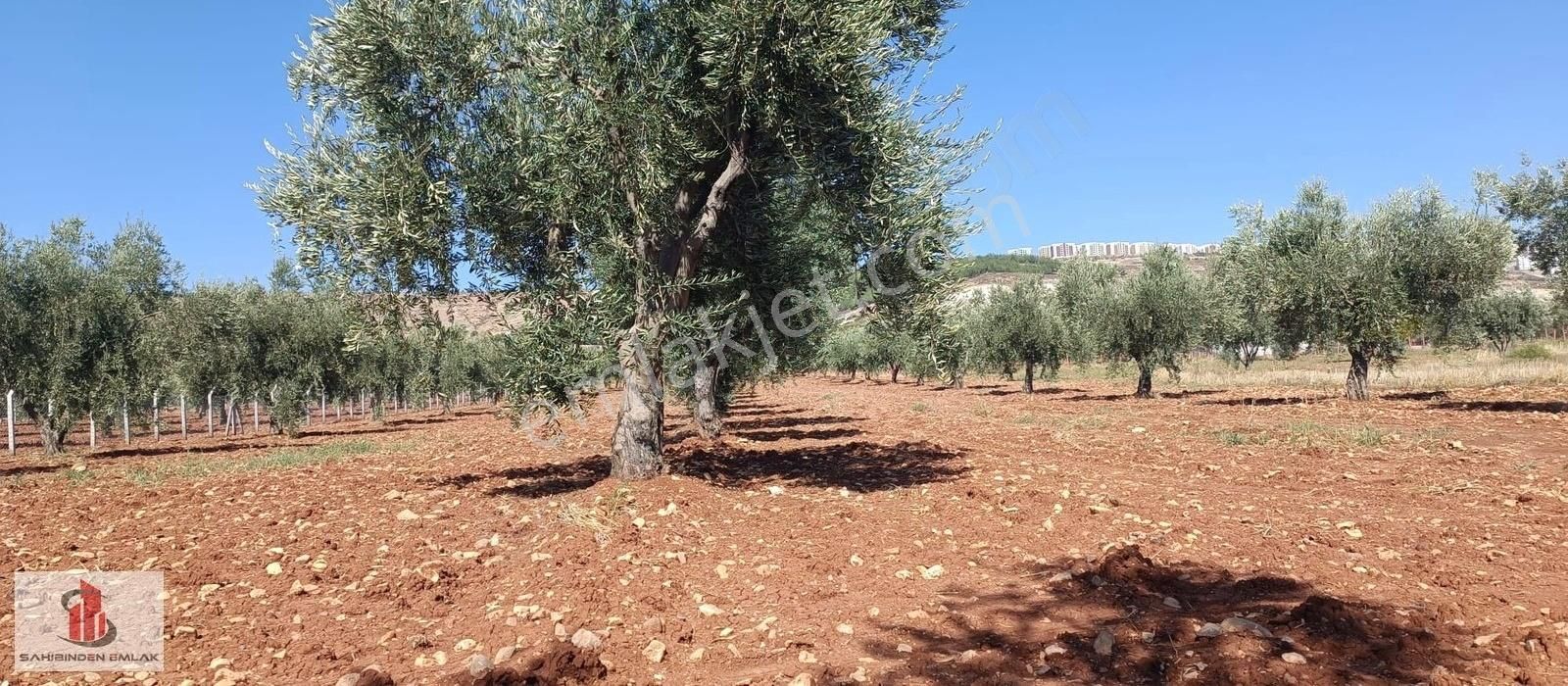 Kilis Merkez Ekrem Çetin Satılık Tarla Kilis'te İslahiye Yoluna Sıfır, Yetişkin Yerli Zeytin Bahçesi