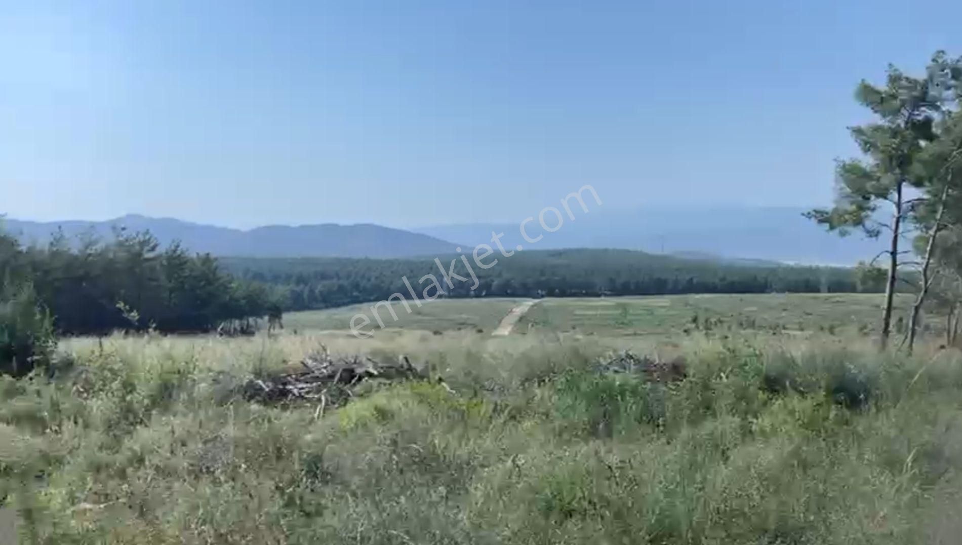 Milas Yaka Satılık Tarla Bodrum Havaalanına 3 Km, İhaleye Çıkacak Tarla