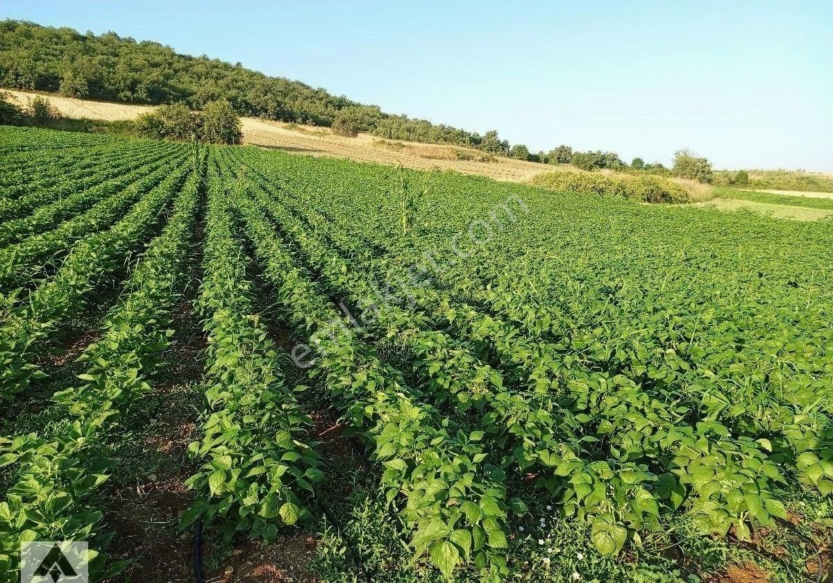 Osmaneli Balçıkhisar Köyü Satılık Bağ & Bahçe My Ekipden Bilecik Osmaneli Balçıkhisarda Yemyeşil Bahçe Yola Cephe Çok Hesaplı