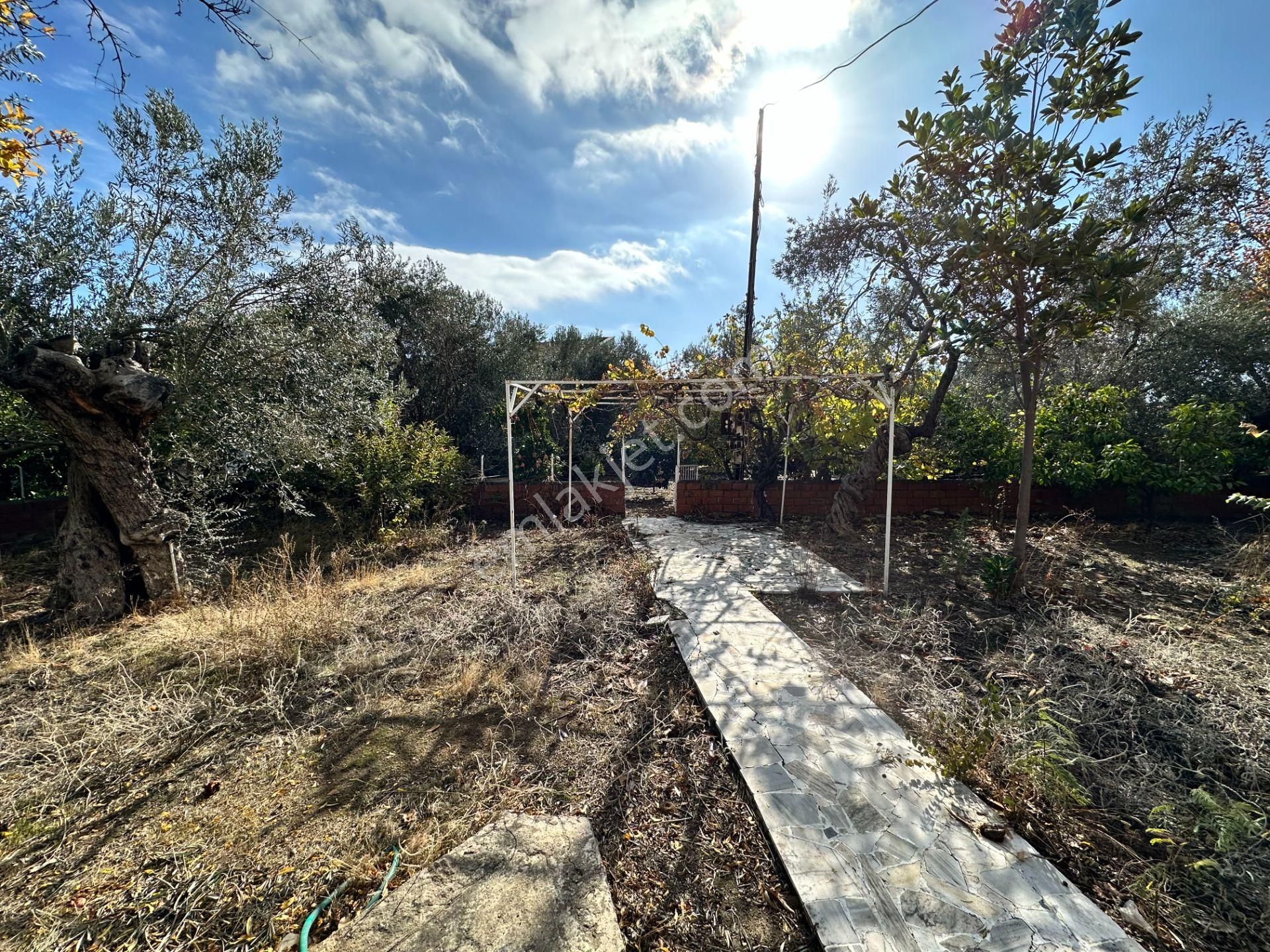 Ahmetçe Köyünde Sahilde Denize 1 Parsel 3 Katlı Ev Ve Zeytinlik - Görsel 22