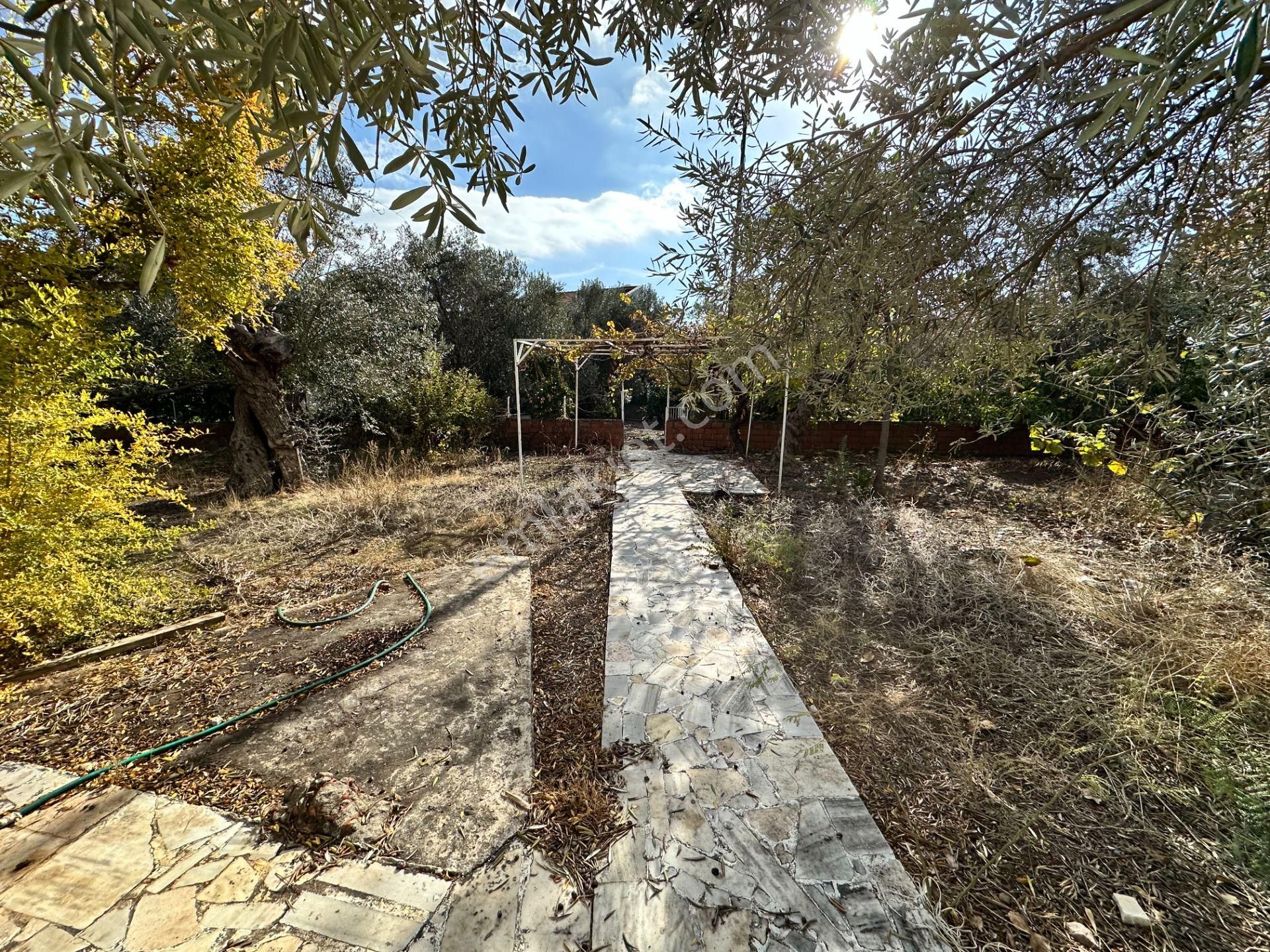 Ahmetçe Köyünde Sahilde Denize 1 Parsel 3 Katlı Ev Ve Zeytinlik - Görsel 21