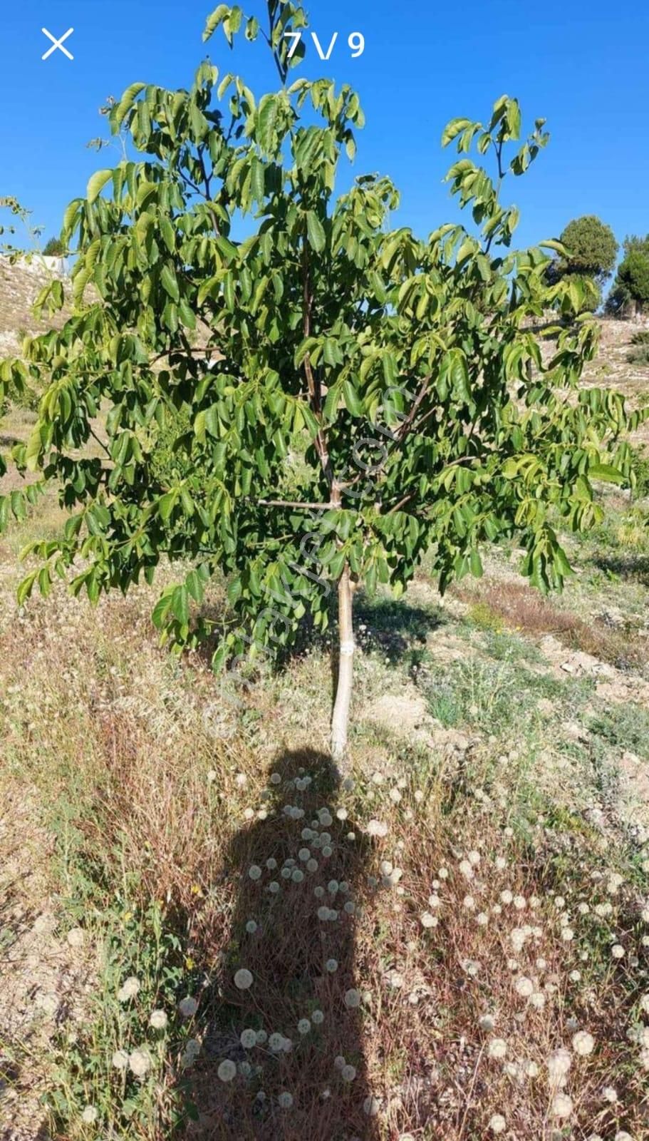 Bozyazı Ardıçlıtaş Satılık Tarla Anchor Gayrimenkul'den Bozyazı Ardıçlıtaş Mahallesin'de Satılık Tarla