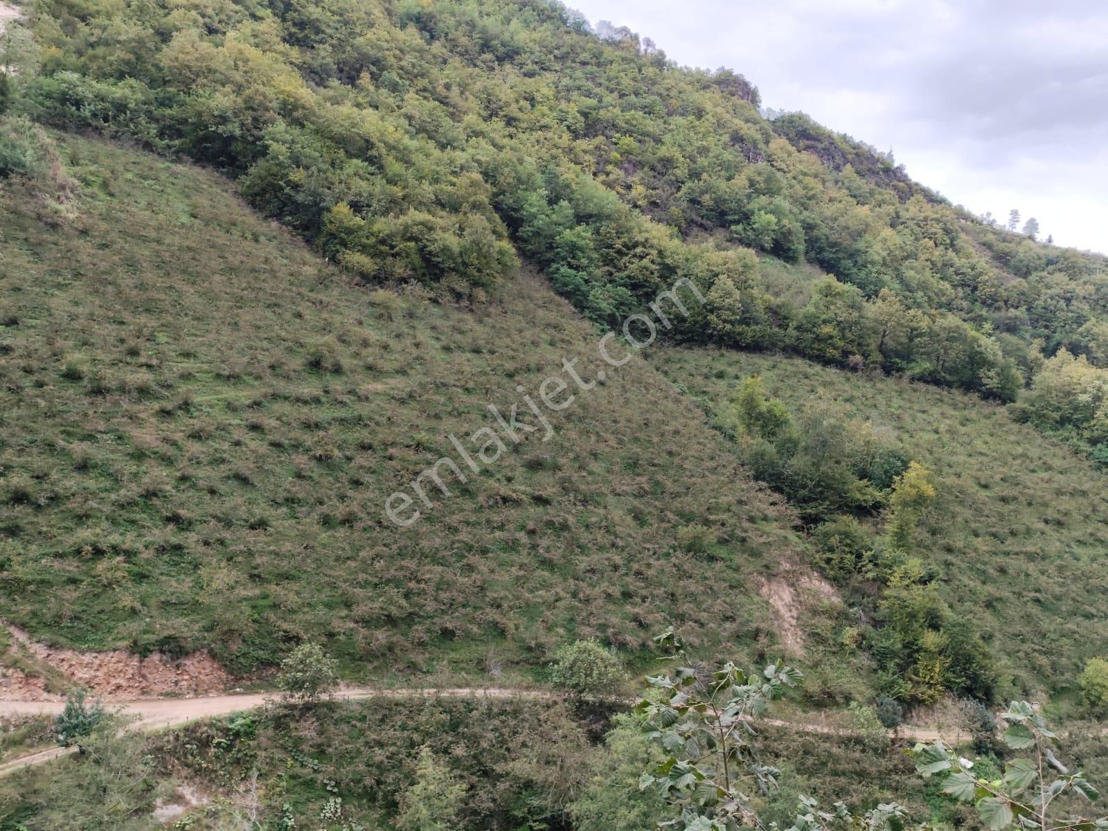 Bulancak Torçan Köyü Satılık Bağ & Bahçe Vavien Emlak'tan Torçan Köyünde Satılık Bahçe