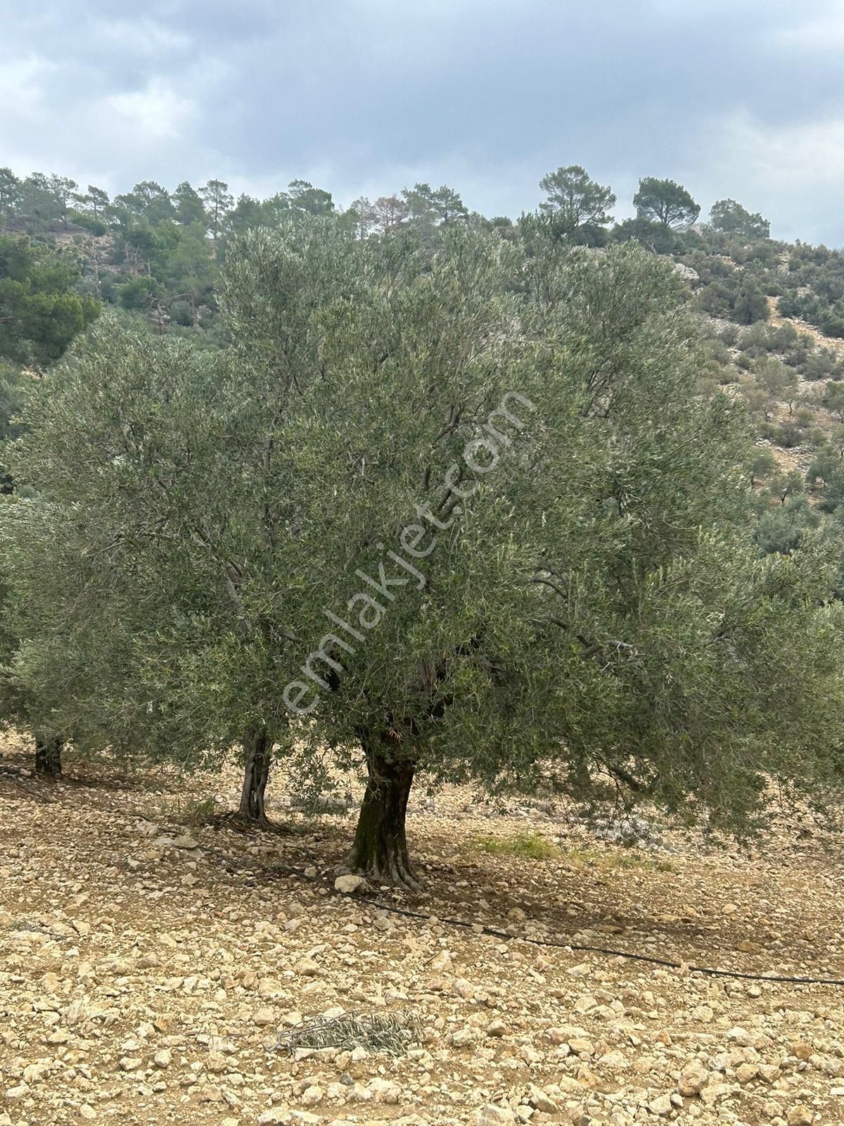 Mut Geçimli Satılık Zeytinlik Geçimli Mahallesi Yatırımlık Satılık Zeytin Bahçesi