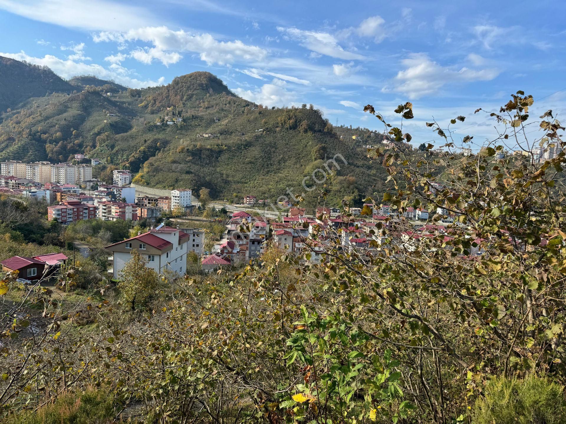 Giresun Merkez Çıtlakkale Kat Karşılığı Konut İmarlı Hasan Hüseyin İnanç Emlaktan Çıtlakkalede 24 Dönüm İmarlı Arsa Kat Karşılığı Verilecektir