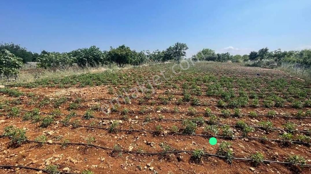 Silifke Hüseyinler Satılık Tarla Kızkalesinde Deniz Manzaralı Satılık Bağ Evi Ve Tarla