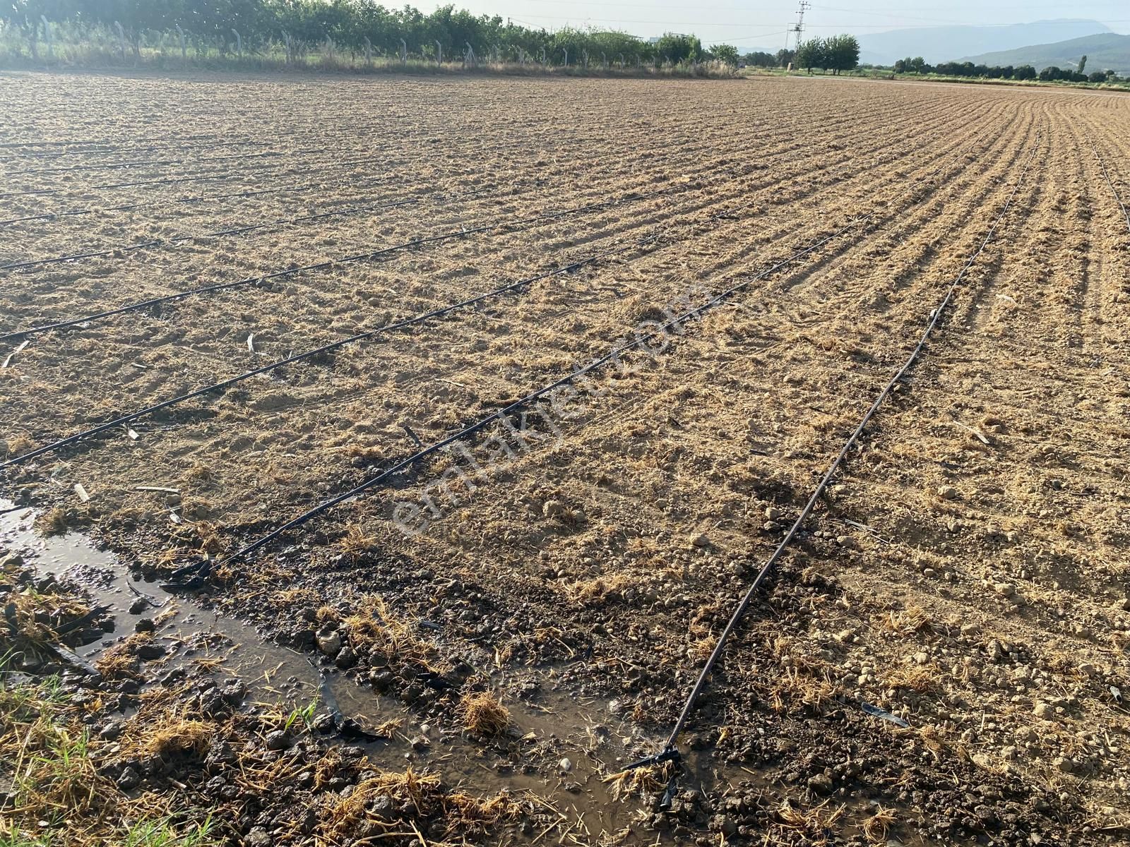 Torbalı Eğerci Satılık Tarla Torbalı Emlak'tan Torbalı Eğerci Mah. 6.250m2 Yol Cepheli, Müstakil Parsel Tek Tapu Arazimiz Satılık