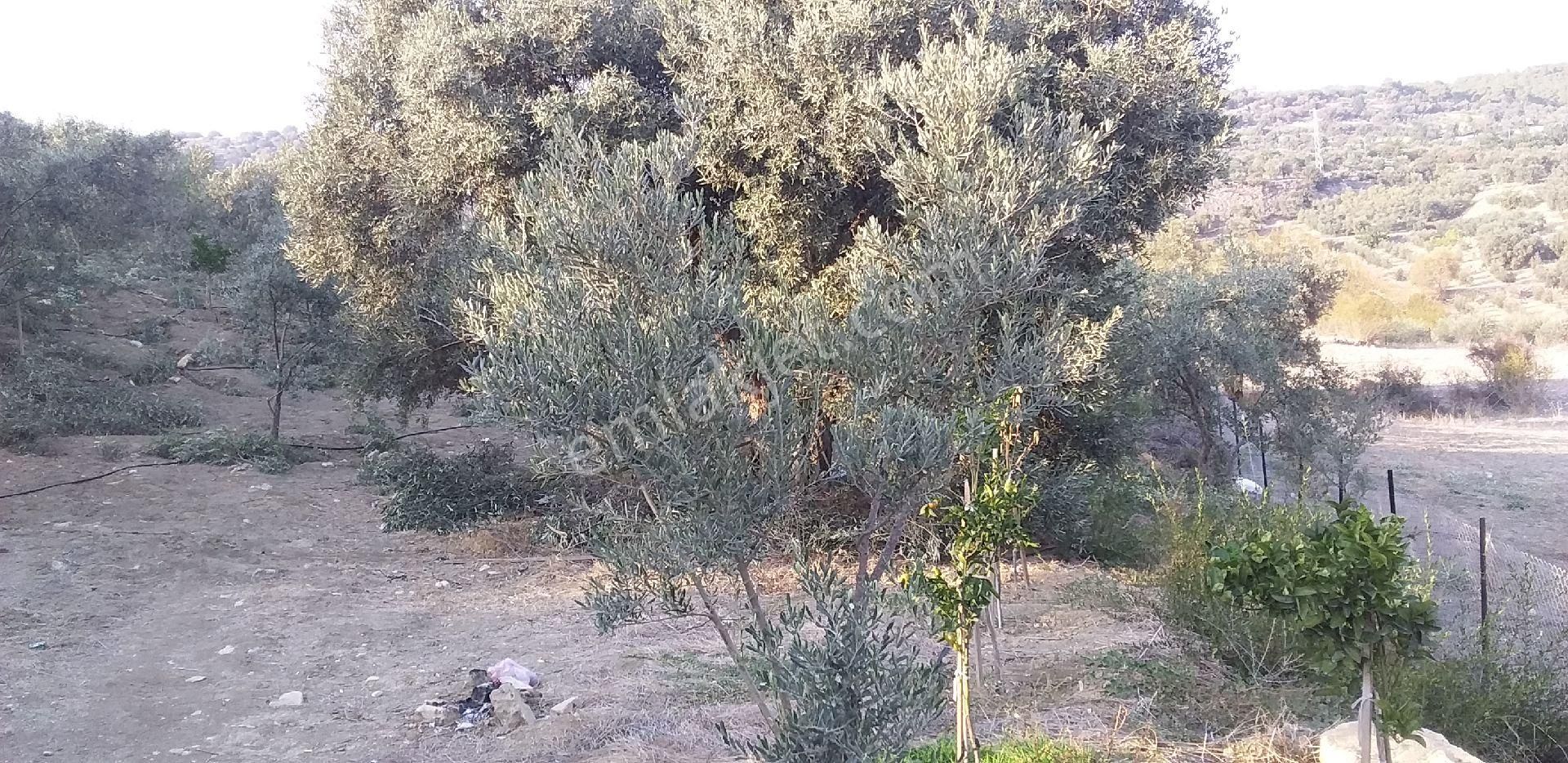 Tarsus Çevreli Satılık Bağ & Bahçe Güven Emlaktan Cevreli Köyünde 4.5 Dönüm Zeytin Ve Portakal Bahcesi Satılıktır