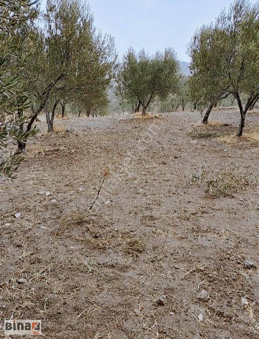 Bergama Bozköy Satılık Tarla Bergama Bozköyde Satılık Zeytinlik