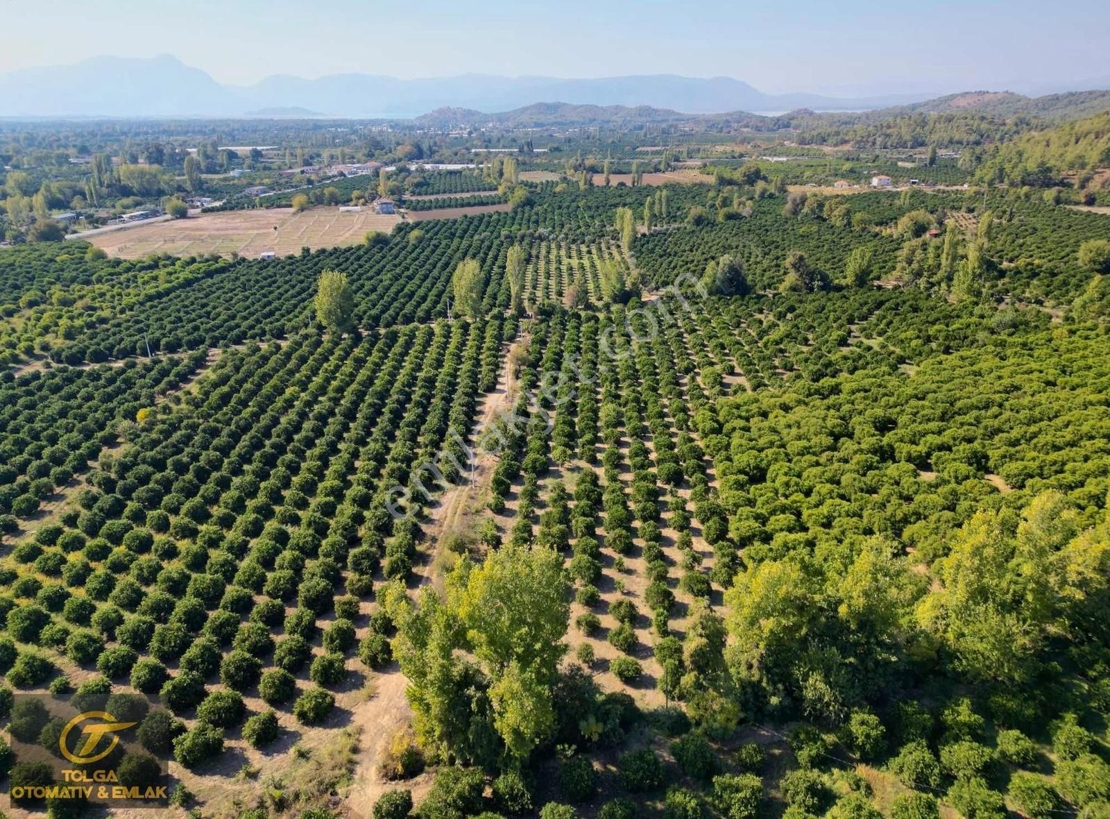 Köyceğiz Beyobası Satılık Tarla Köyceğiz Beyobasın'da Satılık Tarla 3.000 M2 Portakal Bahçesi