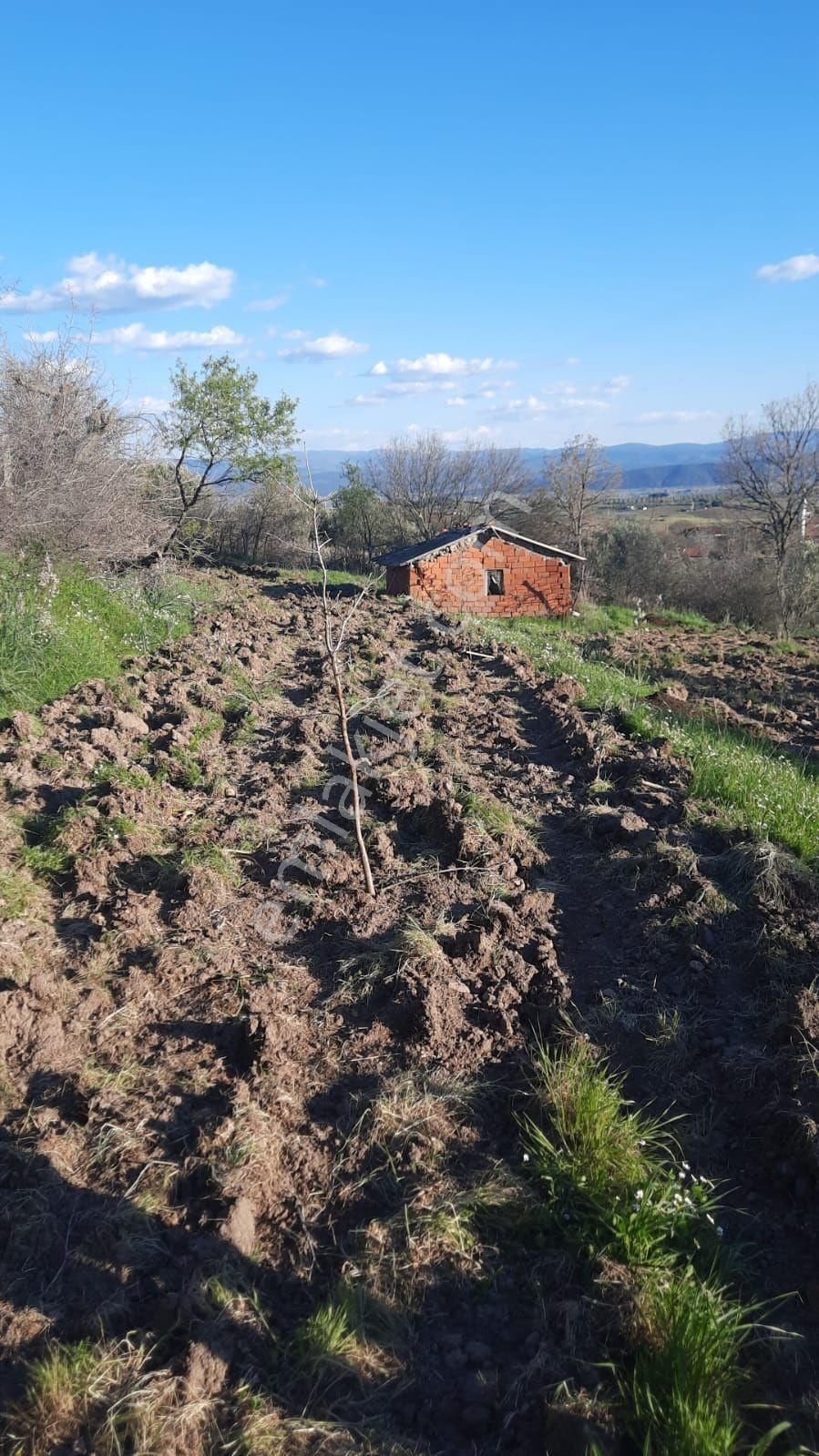 Bergama Hamzalısüleymaniye Satılık Tarla Bergama Satılık Tarla