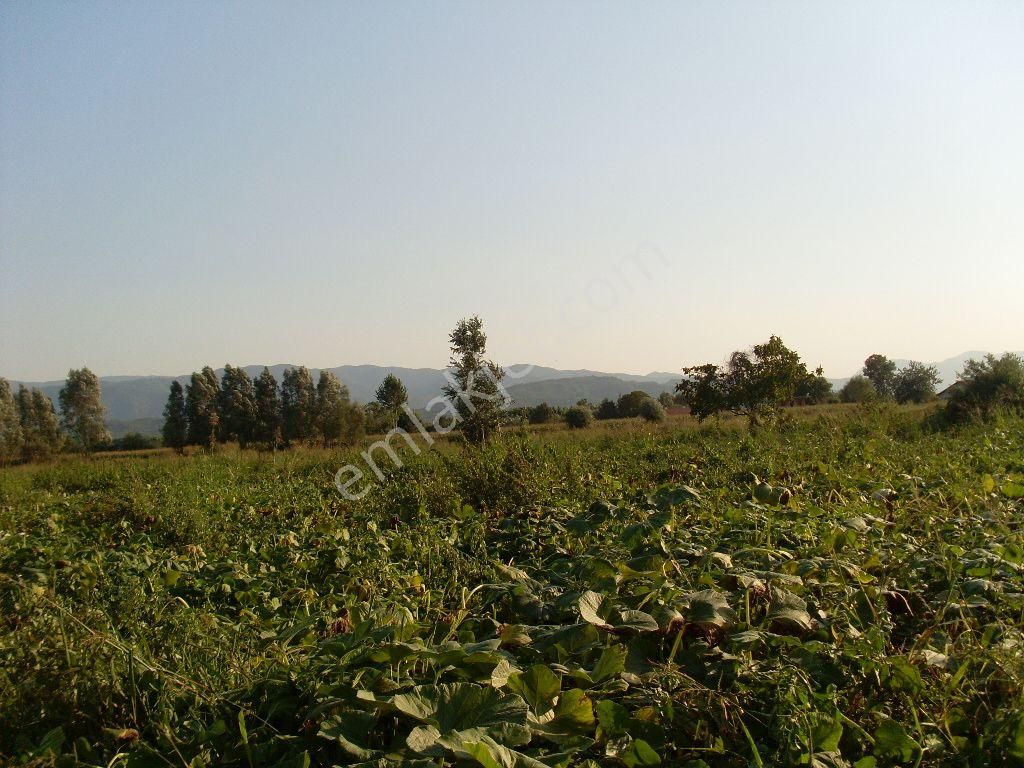 Arifiye Mollaköy Satılık Tarla Molla Koy Arıfıye Satılık Yatırmlık Tarla