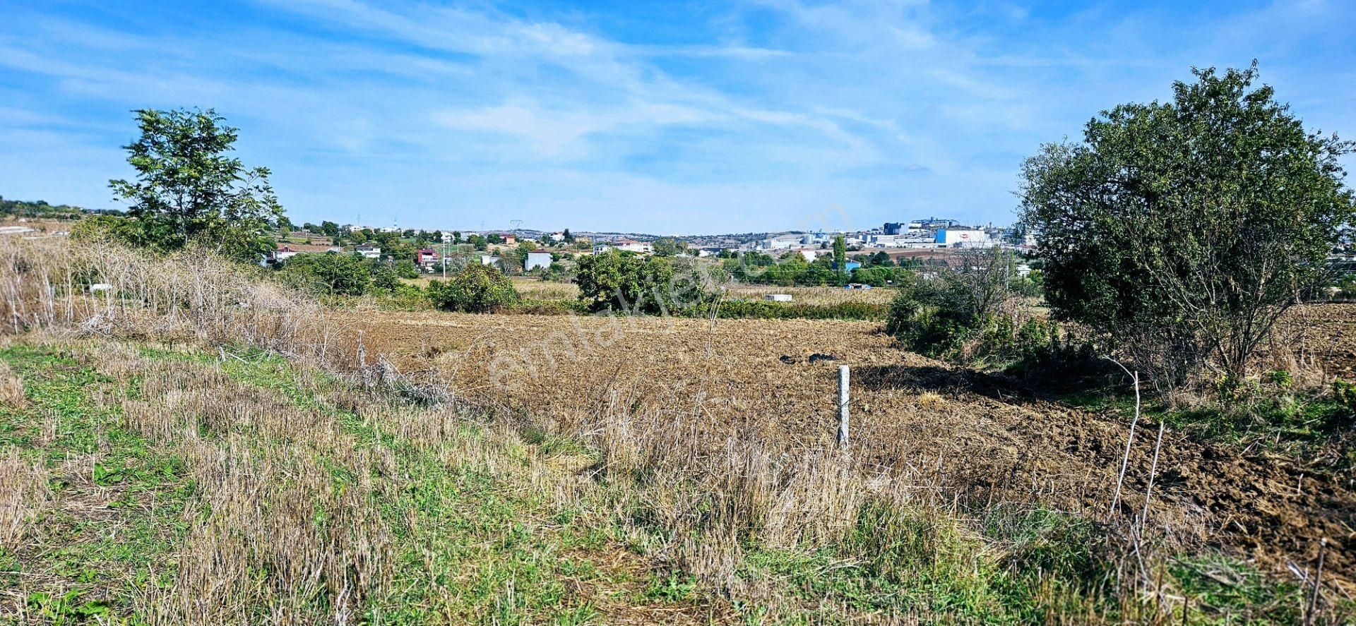 Süleymanpaşa Yavuz Satılık Konut İmarlı Tekirdağ Yavuz Mahallesinde Acil Satılık Kelepir 805 M2 Kupon Arsa